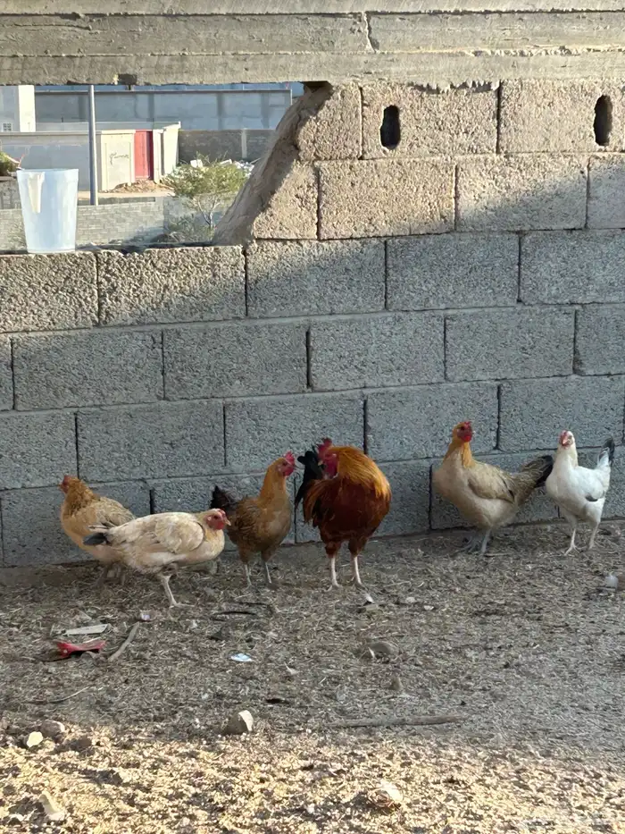 دجاج 0
