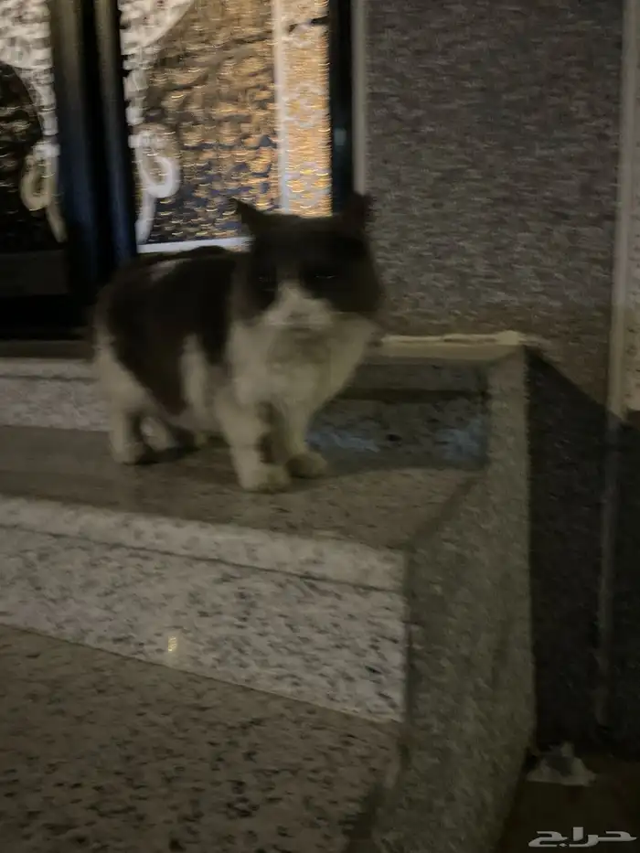 قطة مفقودة 1