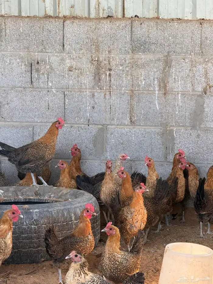 دجاج فيومي ذهبي وشبابي 2