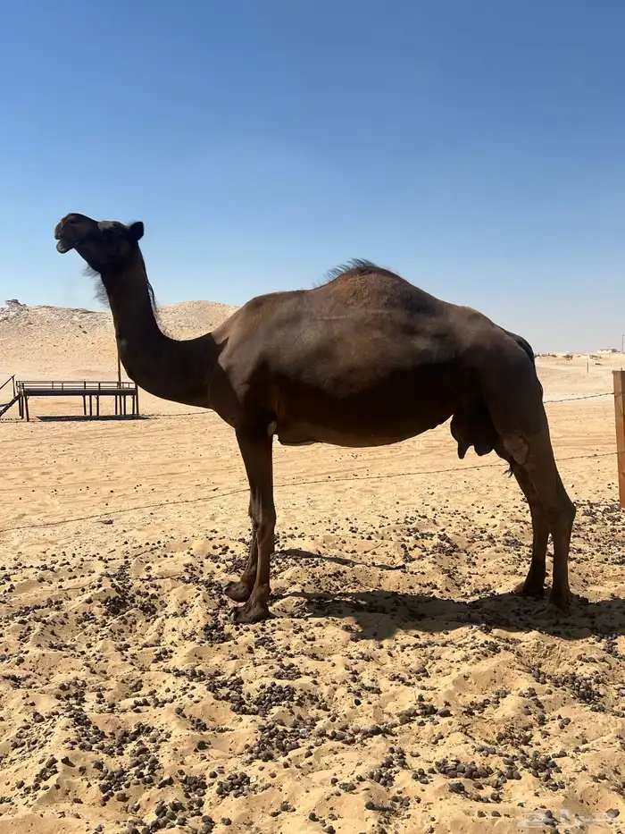 4 لقاح للبيع 2