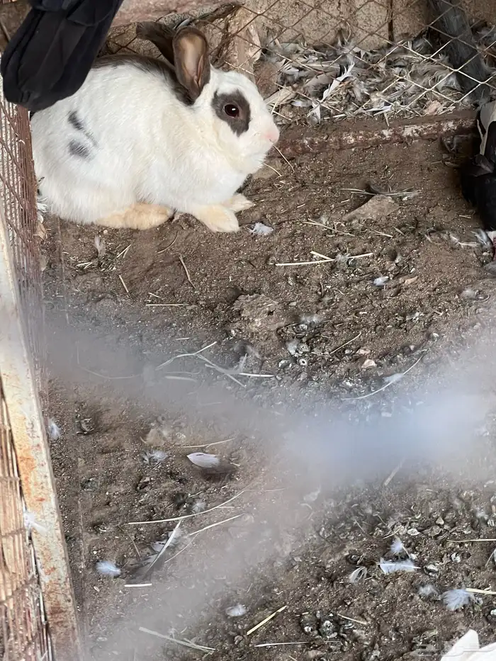 للبيع حمام وأرنب 3