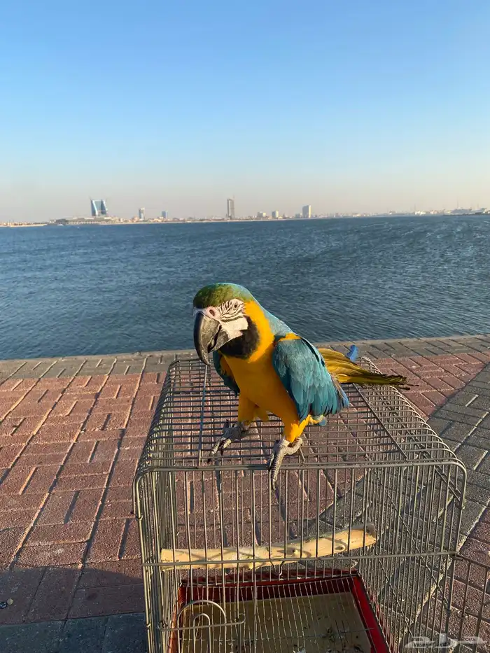ببغاء مكاو 5