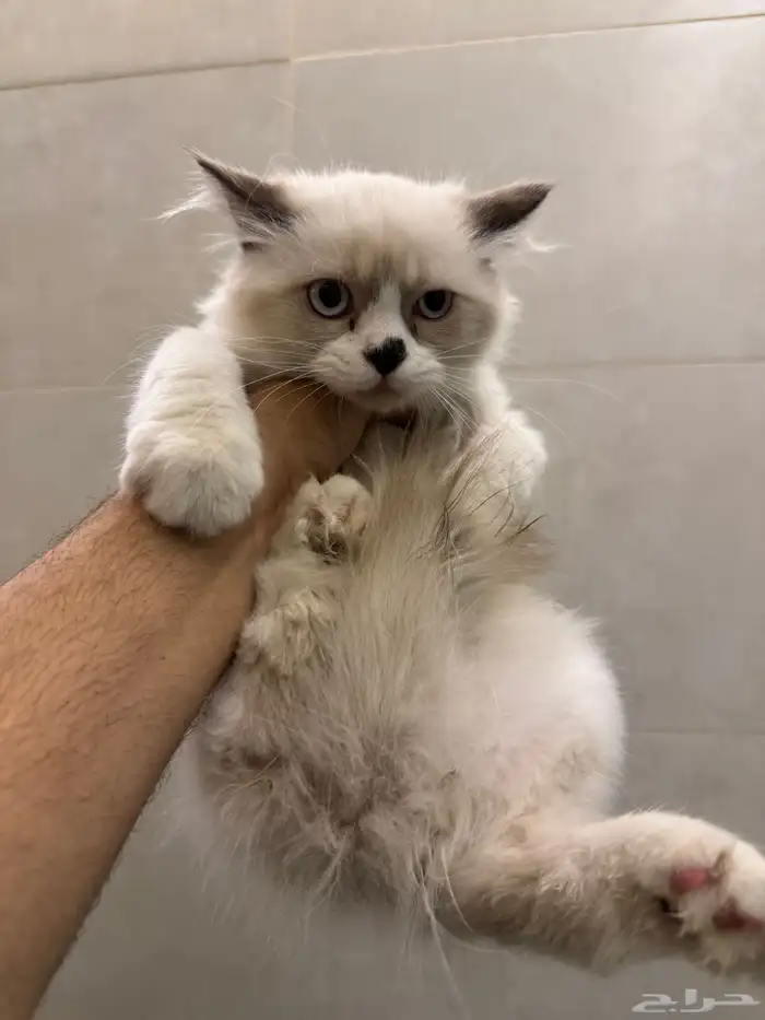 قطط شيرازي مع هملايا 6