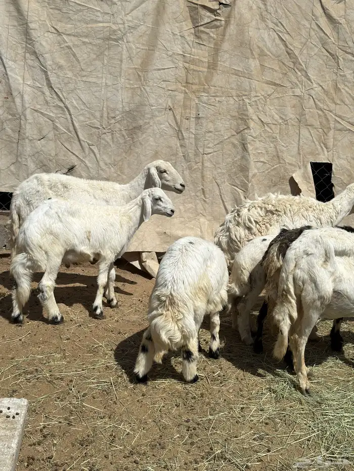 4 عليها 3 و وحدة دافع حاصب غنم شهران 0