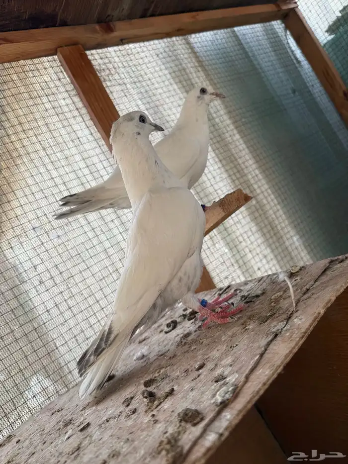 للبيع طبات الام وحشيه والاب قولدن 0