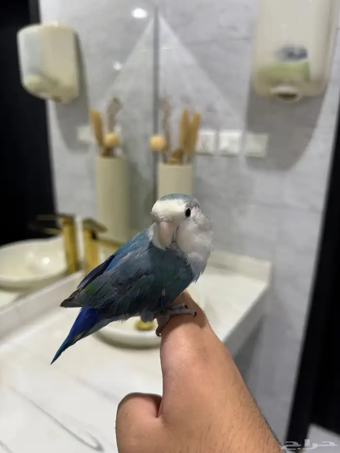 روز فايلوت اليف ماعنده عض 2