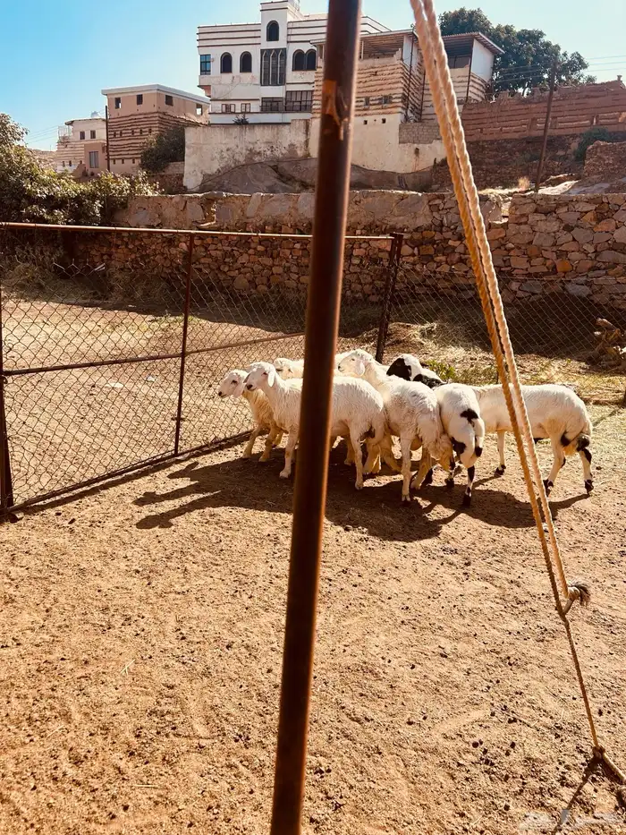 طليان 8