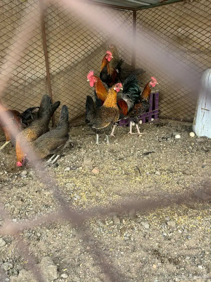 للبيع دجاج بلدي حضان شرط سليم من الامراض 1