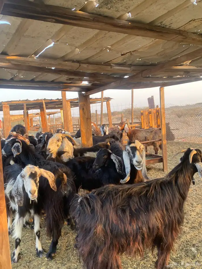 للبيع معزا عوارض مضاريع ودفيع بالفحل 24