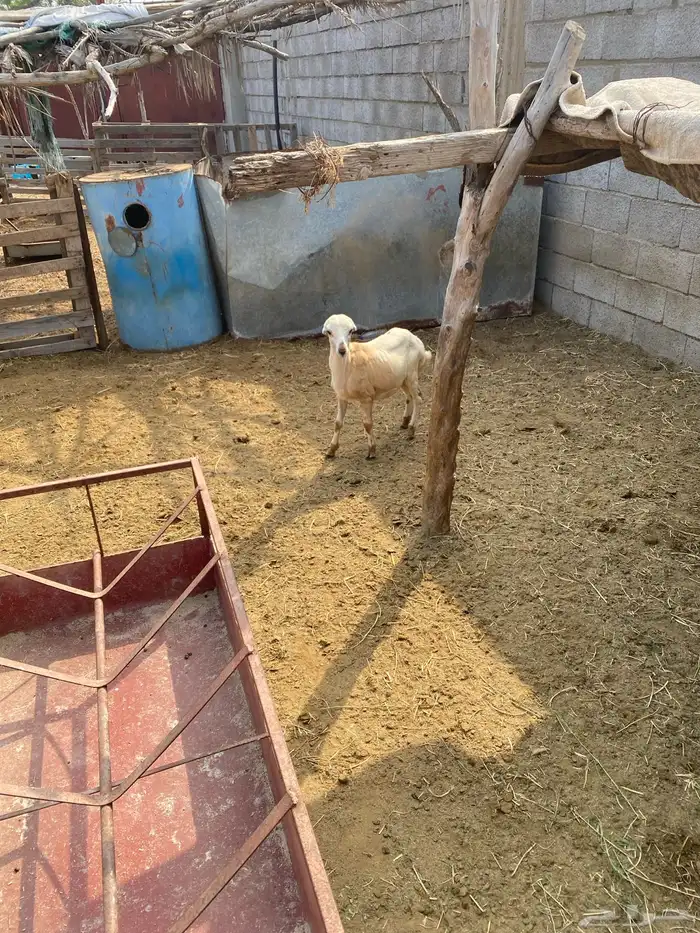 فران بلدي 0