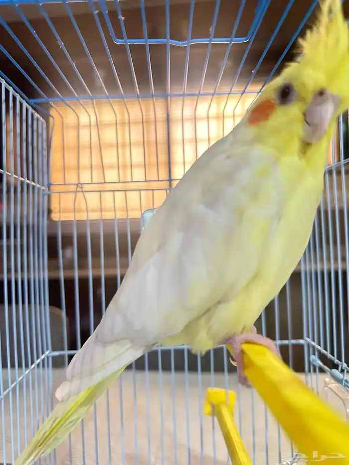 عصفور كروان مافيها اي عيب 1