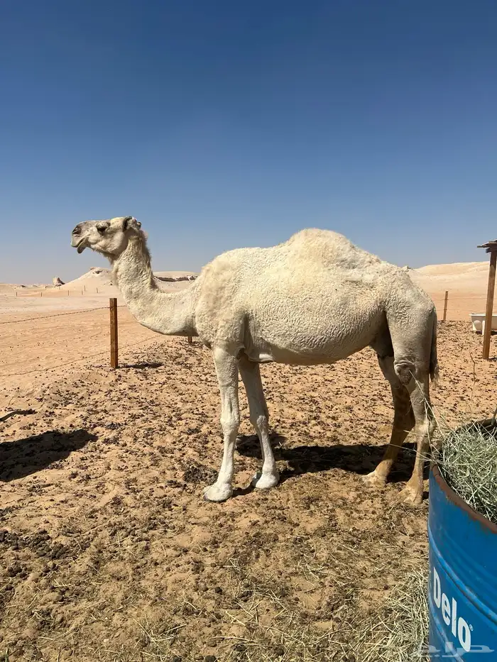 4 لقاح للبيع 0