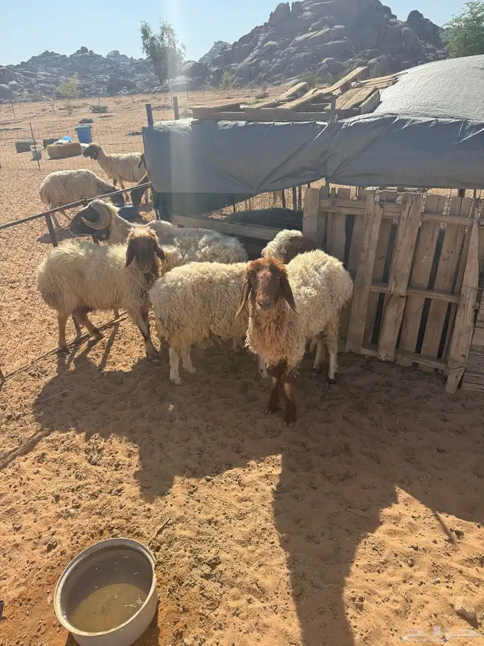 غنم نعيم 1