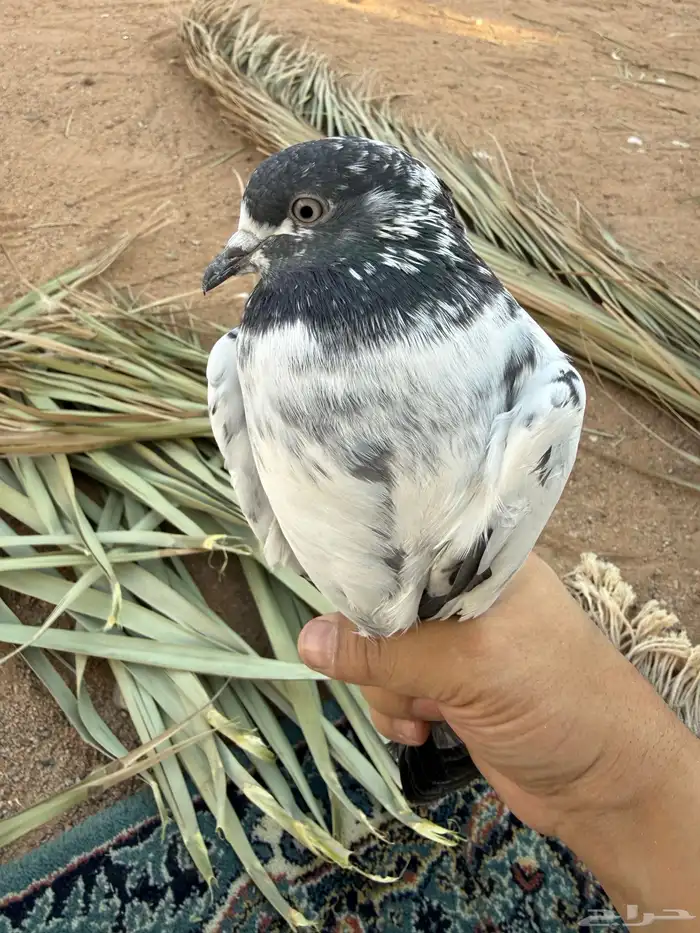 الي مضيعه يالربع يتواصل خاص 0