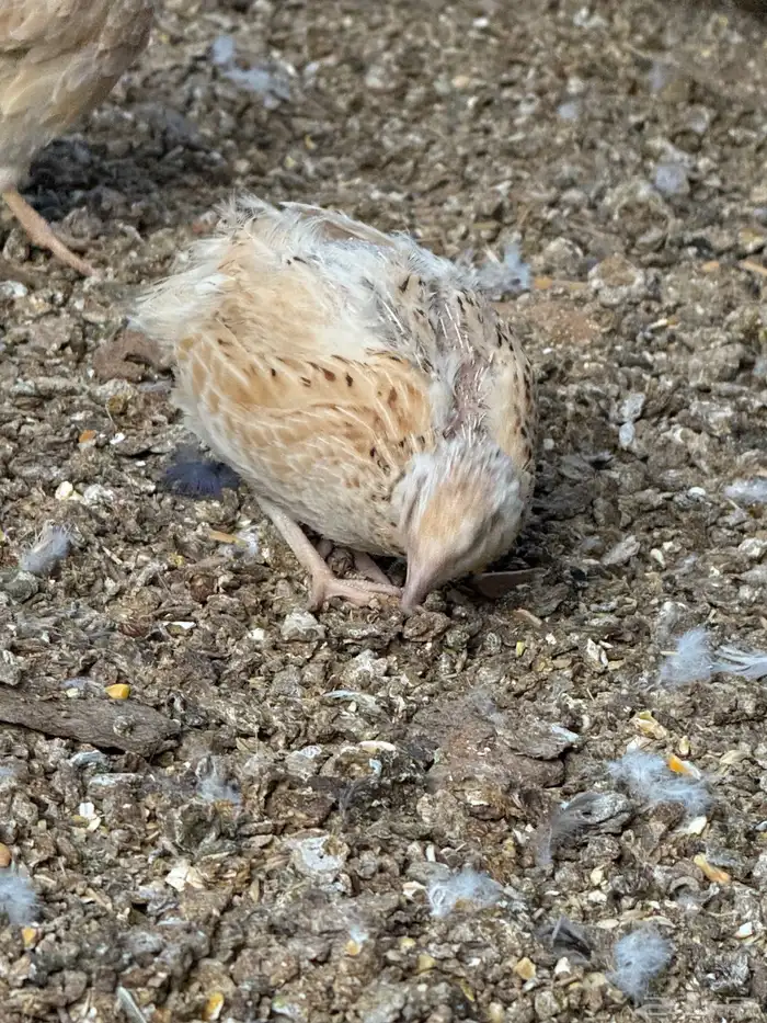 طيور سمان حجم كبير 0