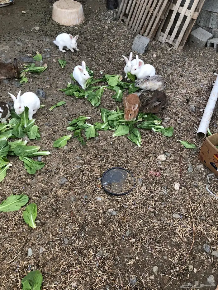 ارانب هجين شنشيلا بابيون 2