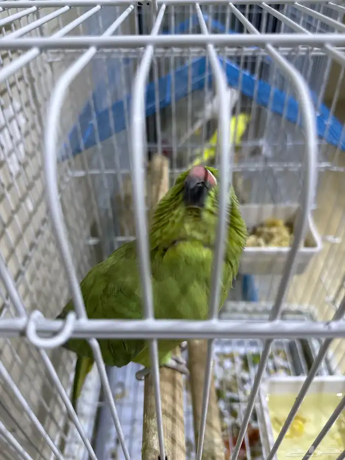 دره أنثى متكلم على السوم 1000 رجاء  عدم البخس بالسلعه 1