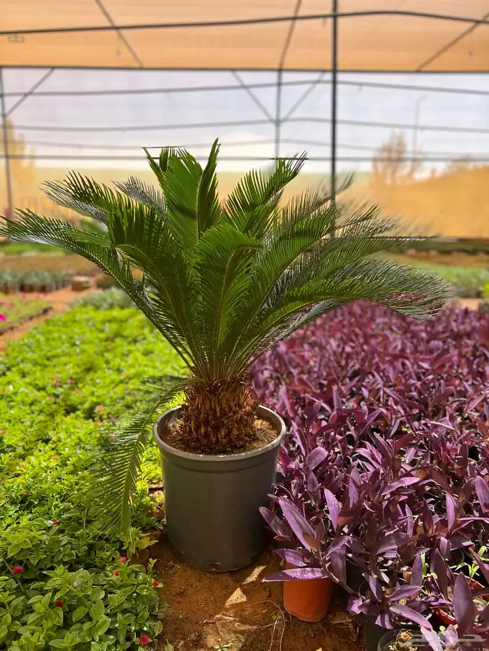 نباتات واشجار زينه 6