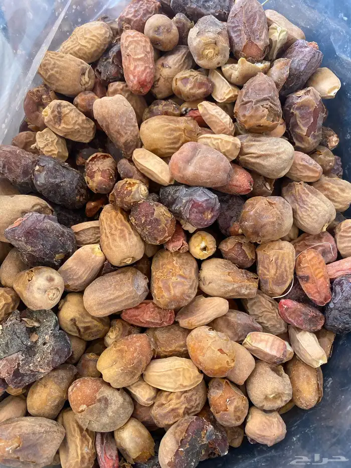 تمر علف للبيع 1