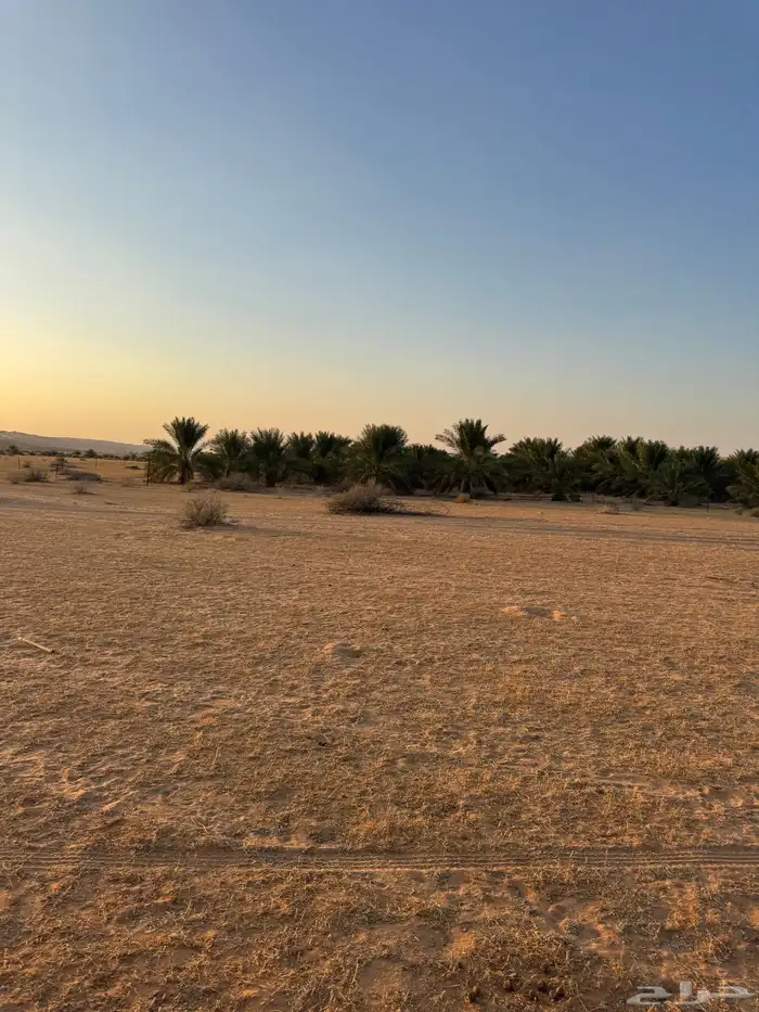 للايجار نخل 0