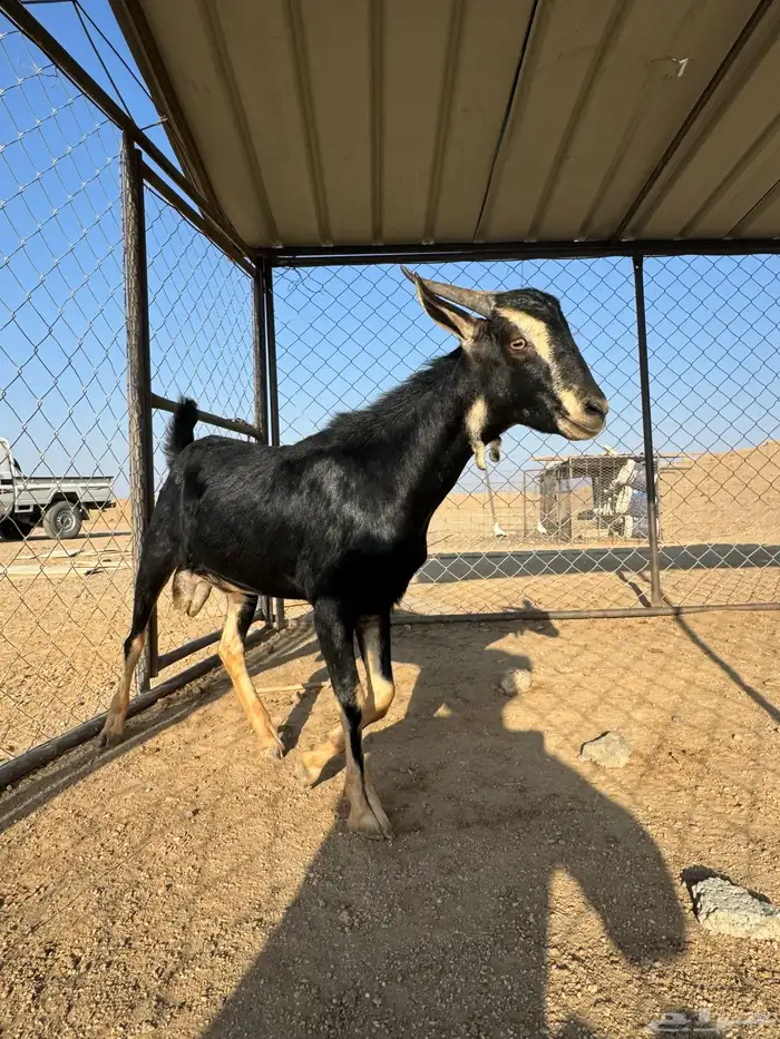 تيس احو مشروع فحل 1