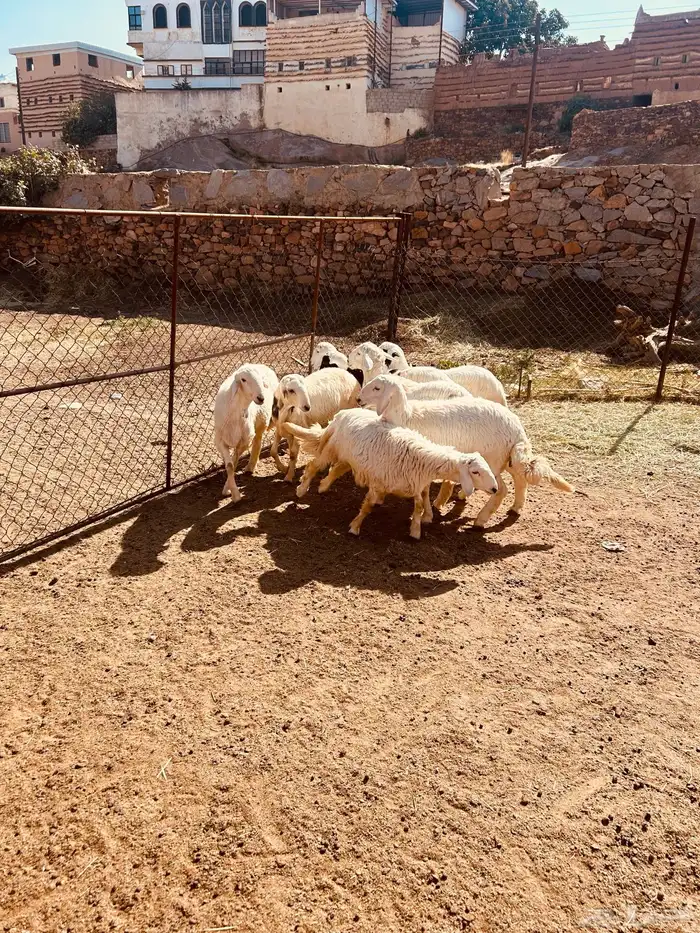 طليان 9