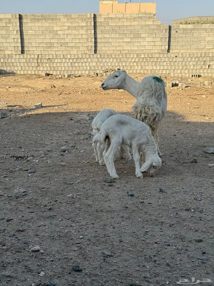 غنم للبيع العدد 11 4