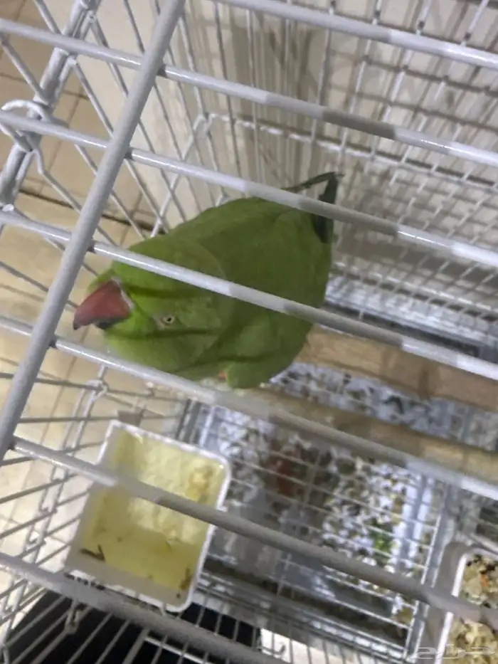 دره أنثى متكلم على السوم 1000 رجاء  عدم البخس بالسلعه 2