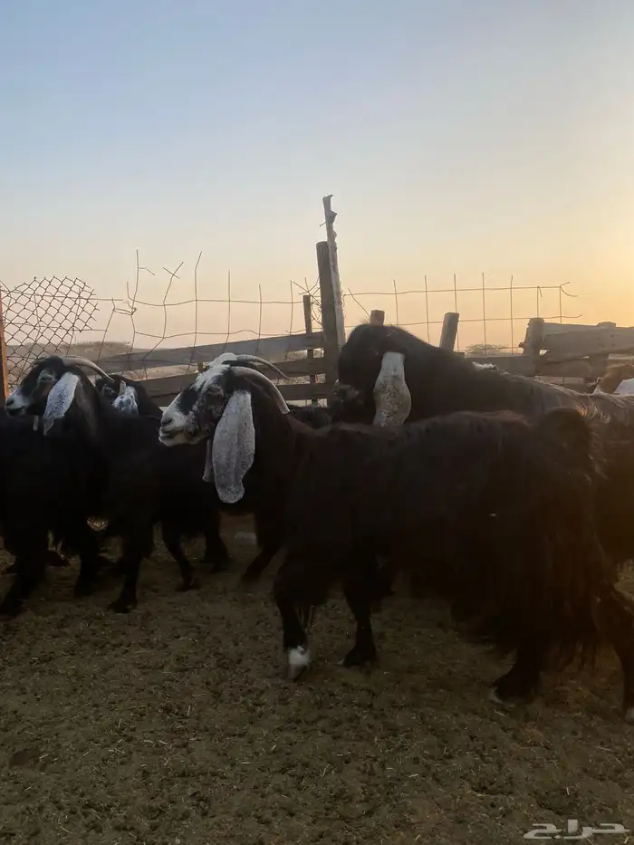 للبيع معزا عوارض مضاريع ودفيع بالفحل 12