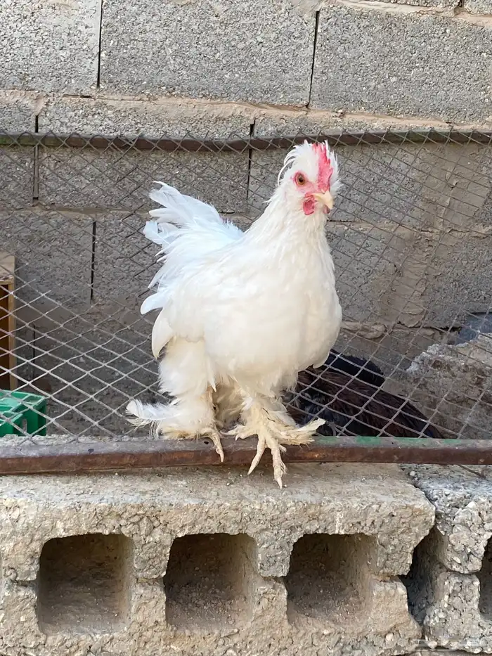 ديك كوشن ابيض 4