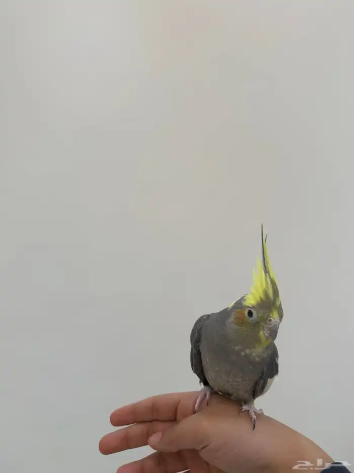 زوج كروان اليف للبيع 2