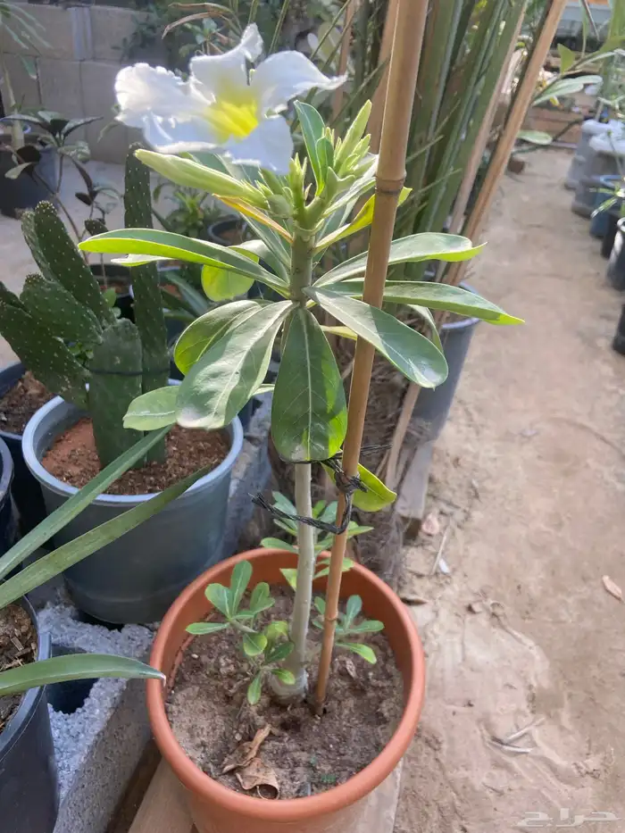 شتله العدنه اشجار وبذور جمله 4