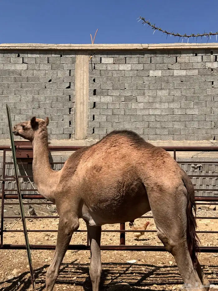 قعود للبيع بصحة جيدة 2