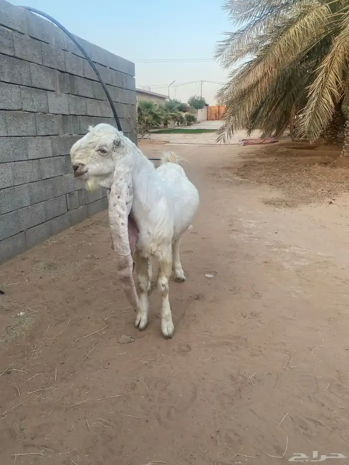 فحل هولندي جذع للبيع 3