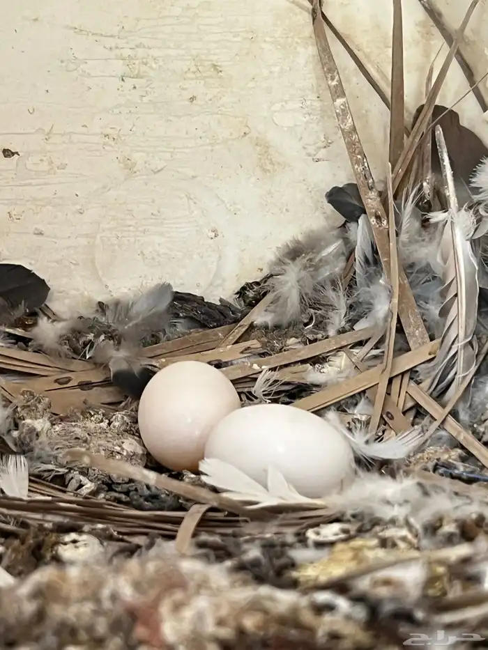 حمام مشكل لبيع 6