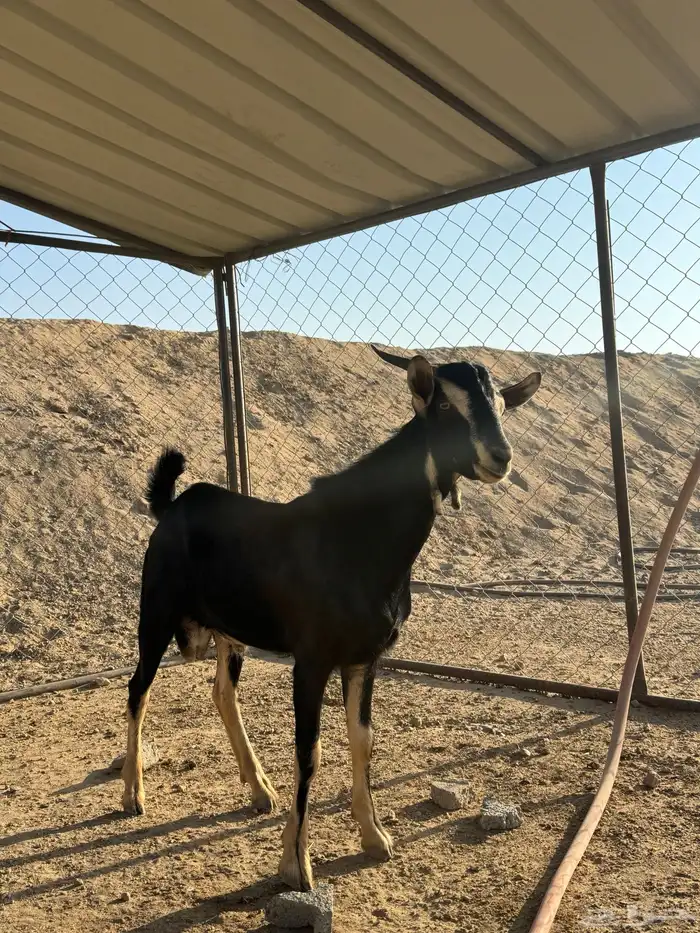 تيس احو مشروع فحل 0