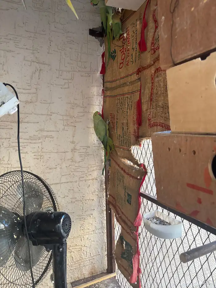 محميه كامله لبيع 0