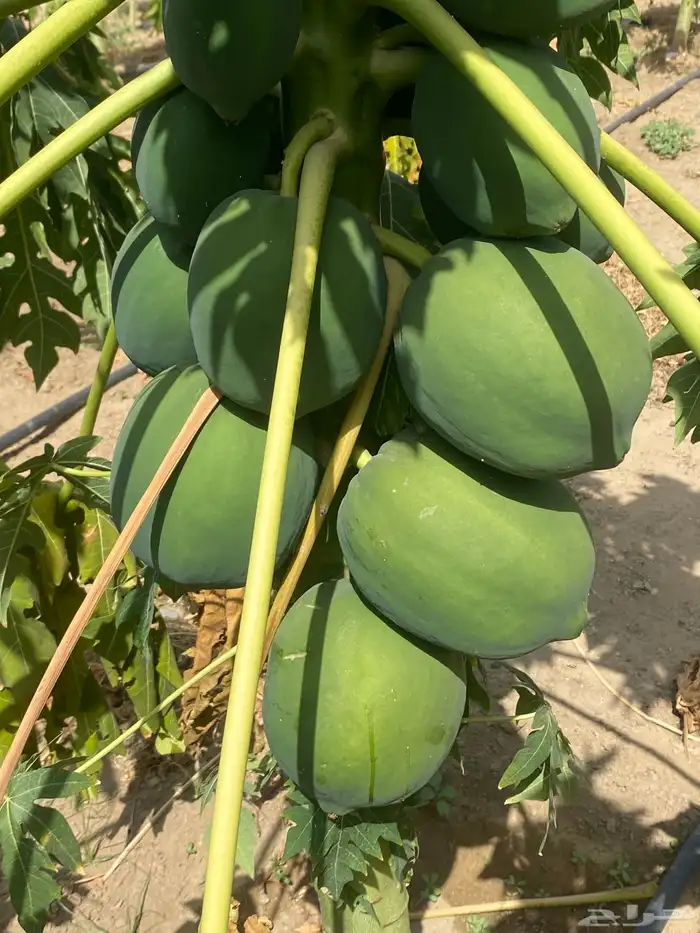 شتلات باباي ردريدي 1