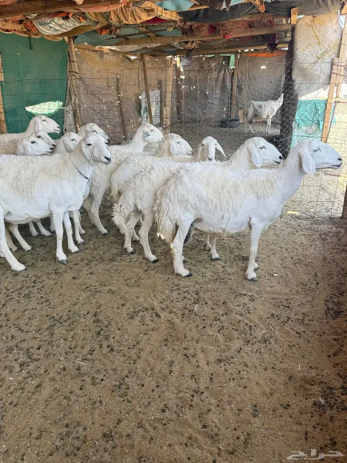 حريات دفيع مقاريب 1