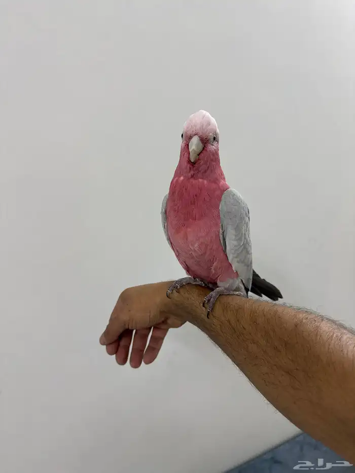 كوكاتو قالا 1