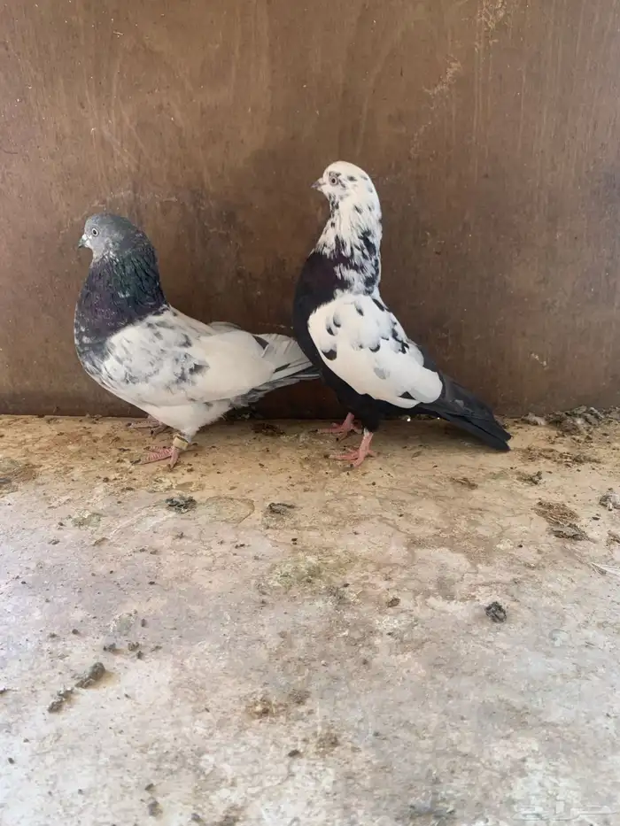 حمام باكستاني 3
