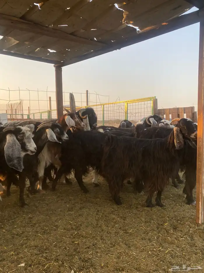 للبيع معزا عوارض مضاريع ودفيع بالفحل 5