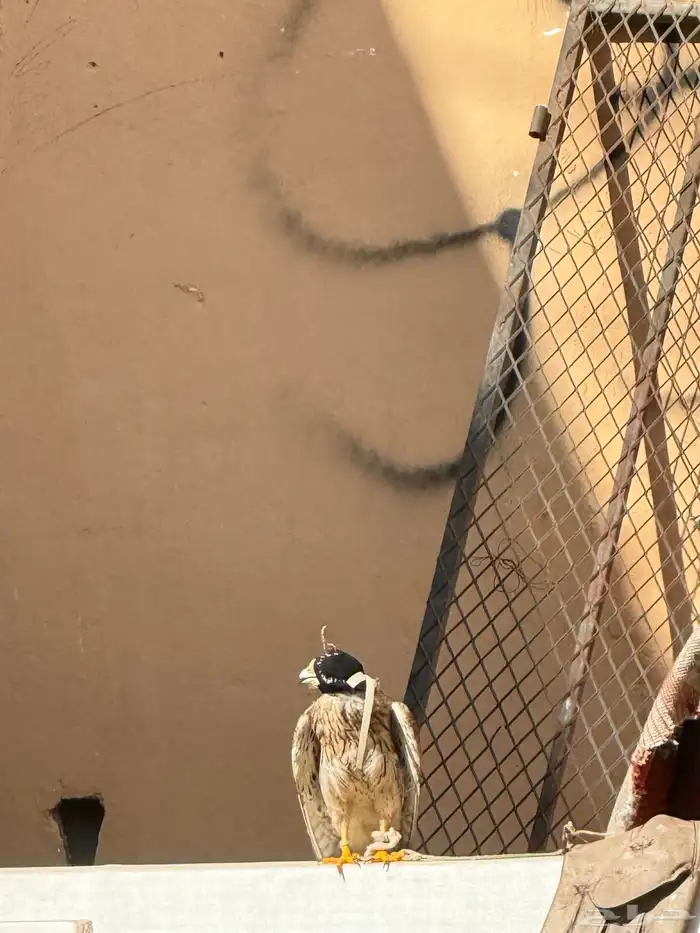 شبوط باشق 3