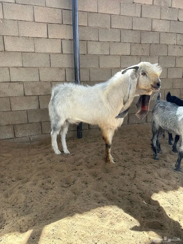 تيس طيب شرط القريع والصحه 2