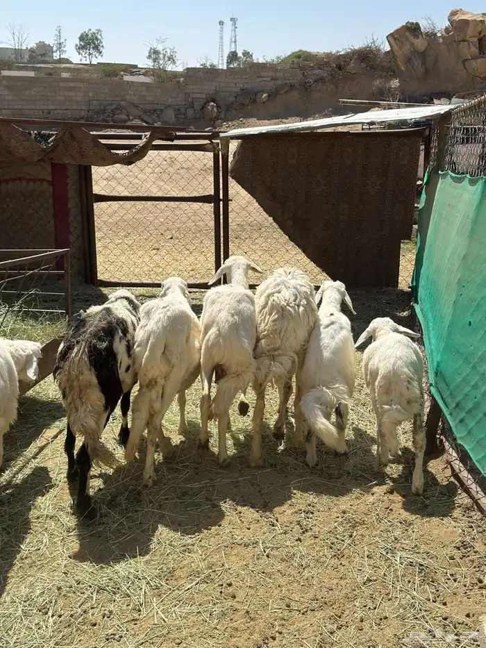 4 عليها 3 و وحدة دافع حاصب غنم شهران 2