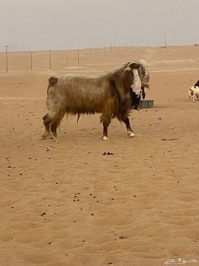تيس فحل 0