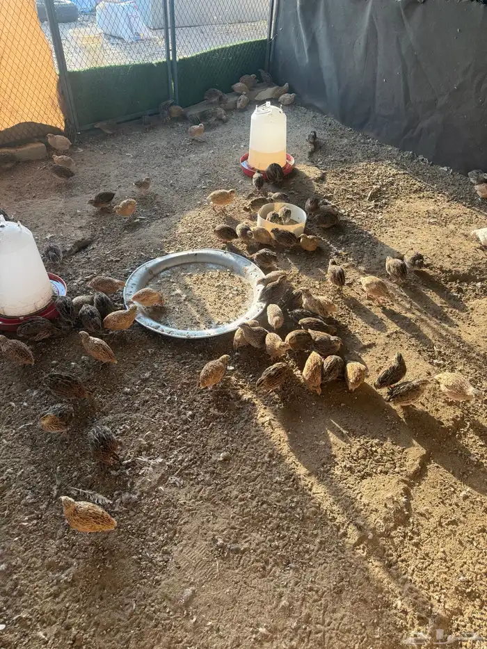 سمان بياض 0