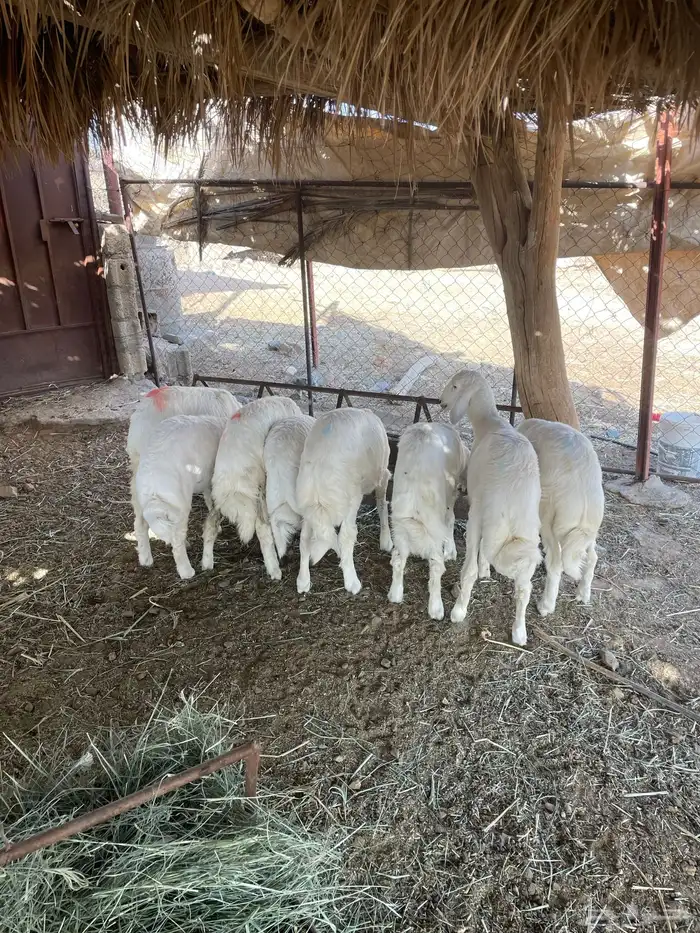 خرفان كفو و نظيفه 0