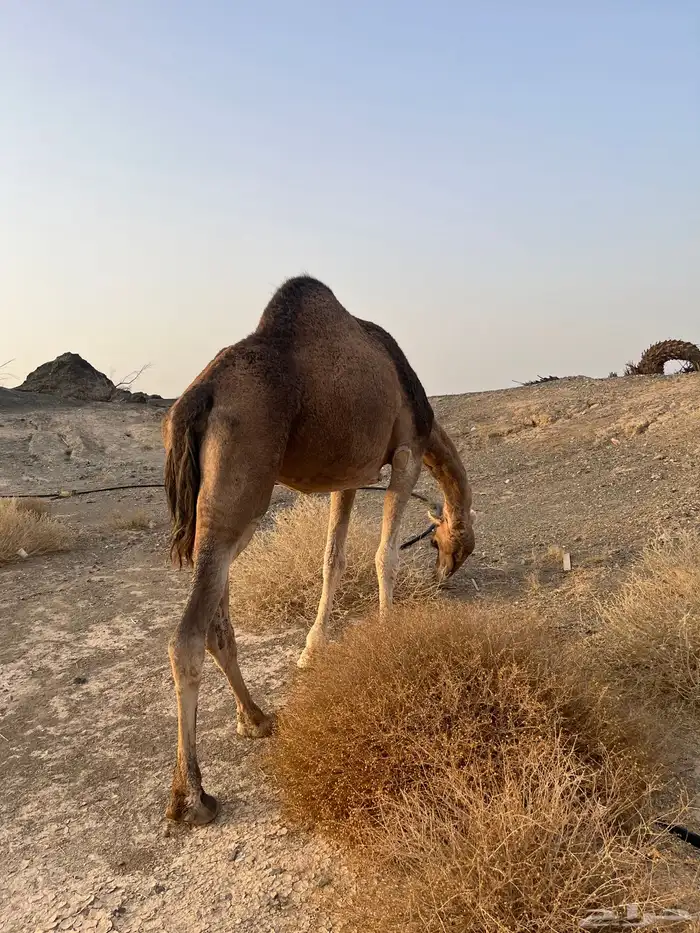 ناقه حمرا دهماء عكشاء 2