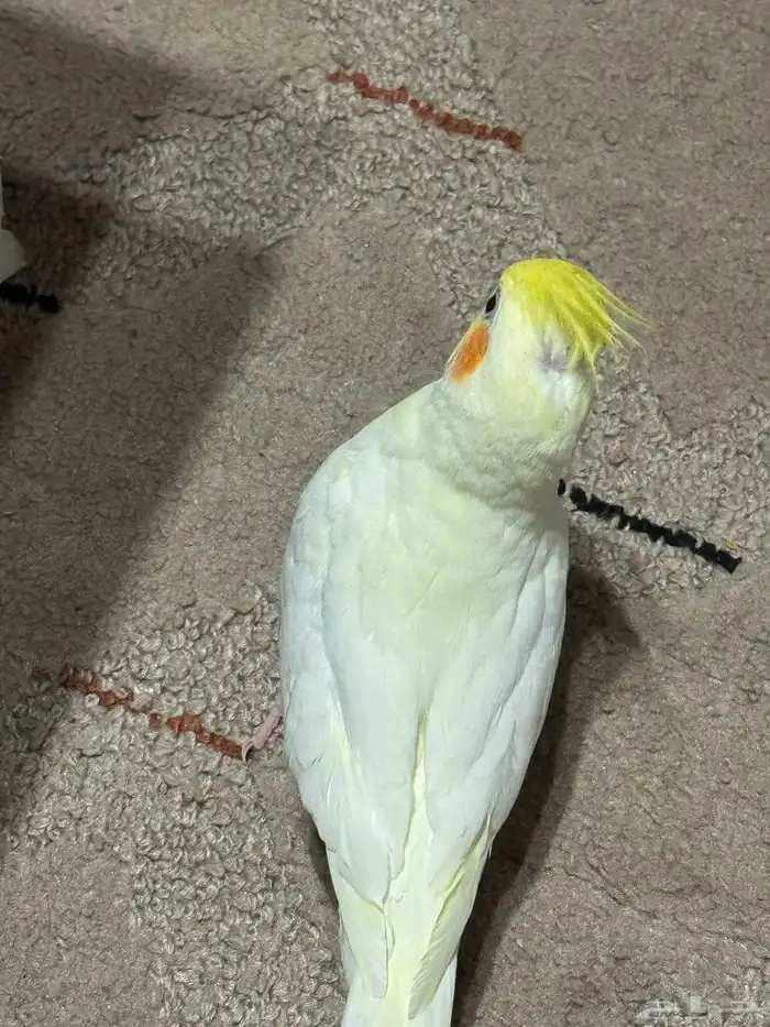 للبيع كروان لاتينو اليف عيون حمر 1